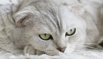 圆梦，李梦与偶像詹姆斯交换礼物合影，场上同做霸王步庆祝